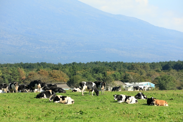 免疫ミルク イムノラクト-健美堂(けんびどう)おれんじ薬局-